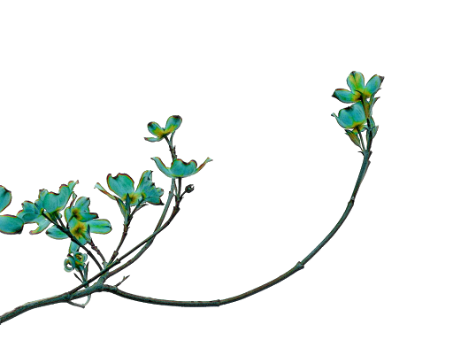 jasmine